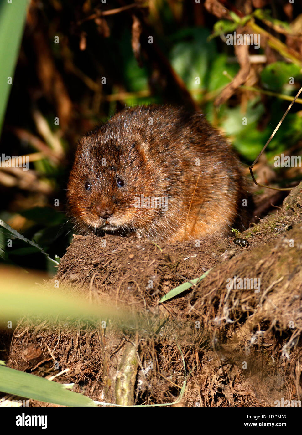 (Arvicola amphibius Stock Photo Alamy