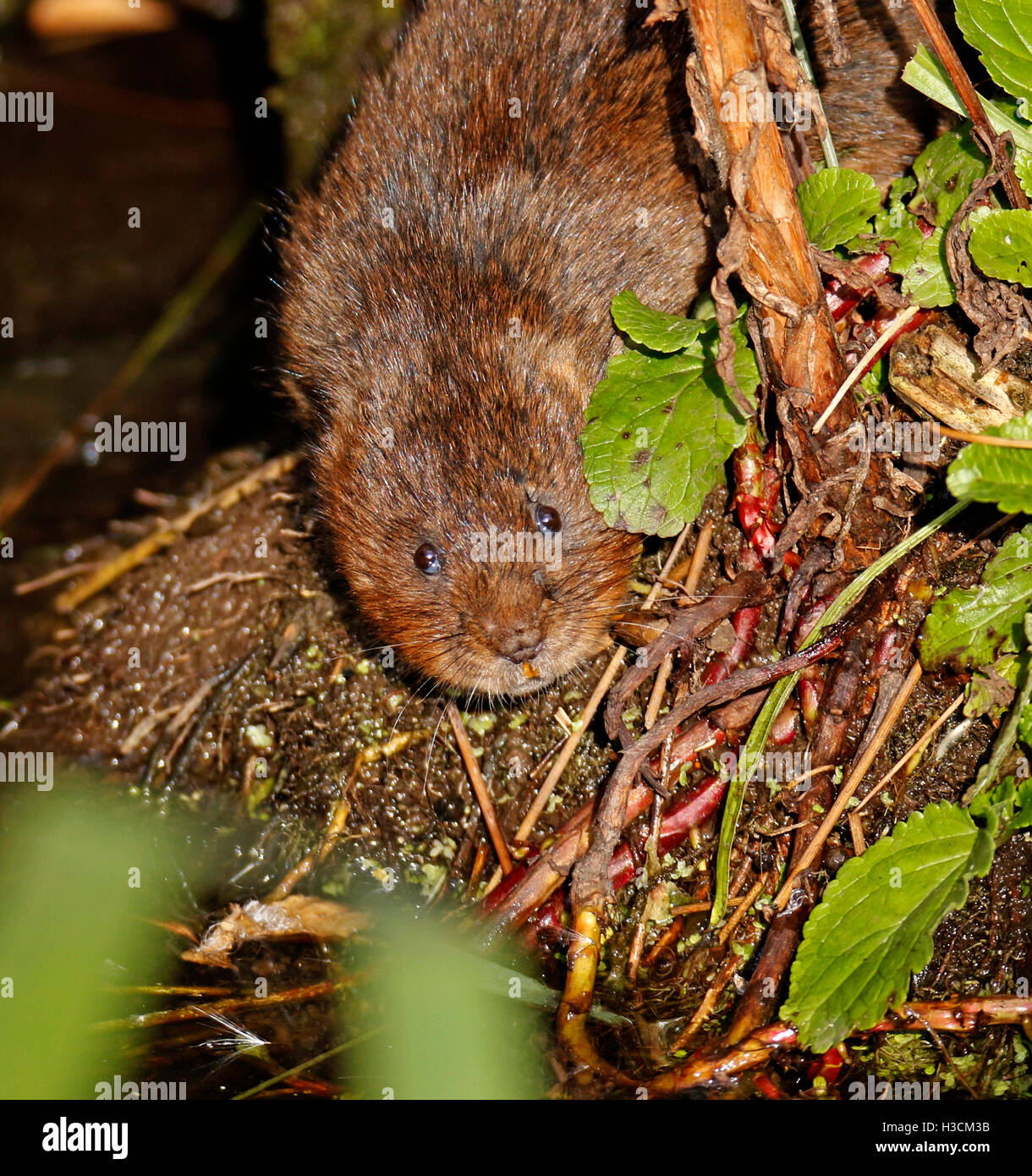 (Arvicola amphibius Stock Photo - Alamy