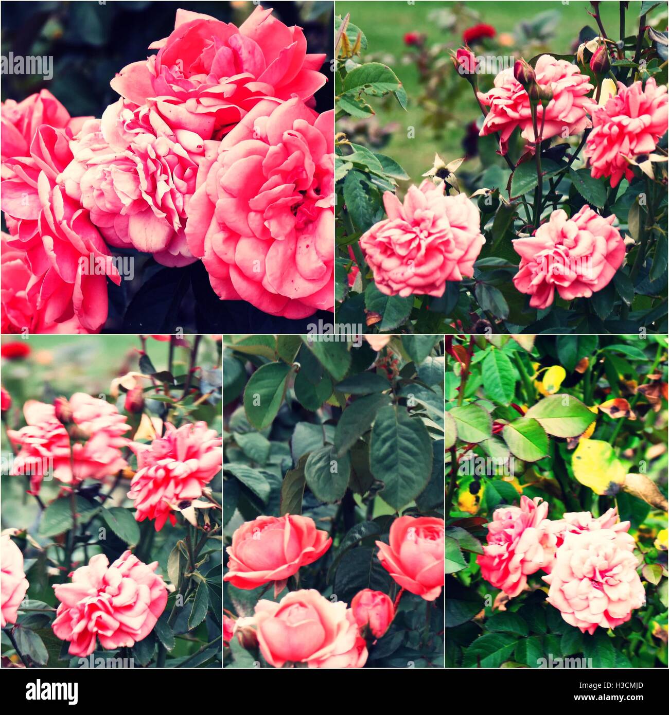 Close-up of garden roses on bush. Collage of colorized images. Toned photos set Stock Photo