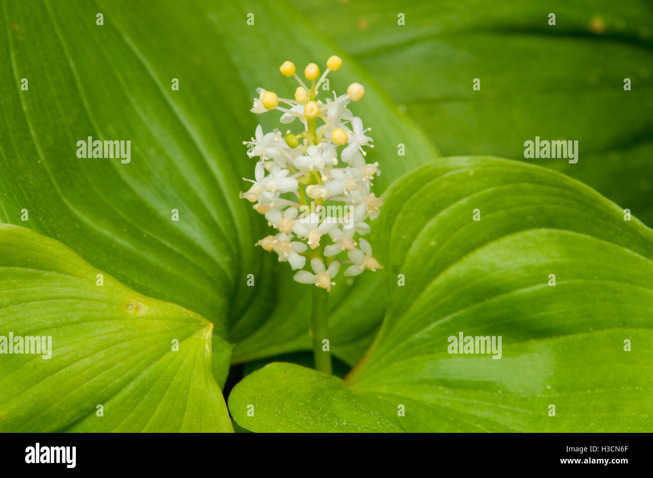 Wild lily of the Valley (Maianthemum canadensis), Yaquina Bay State Park, Newport, Oregon Stock Photo