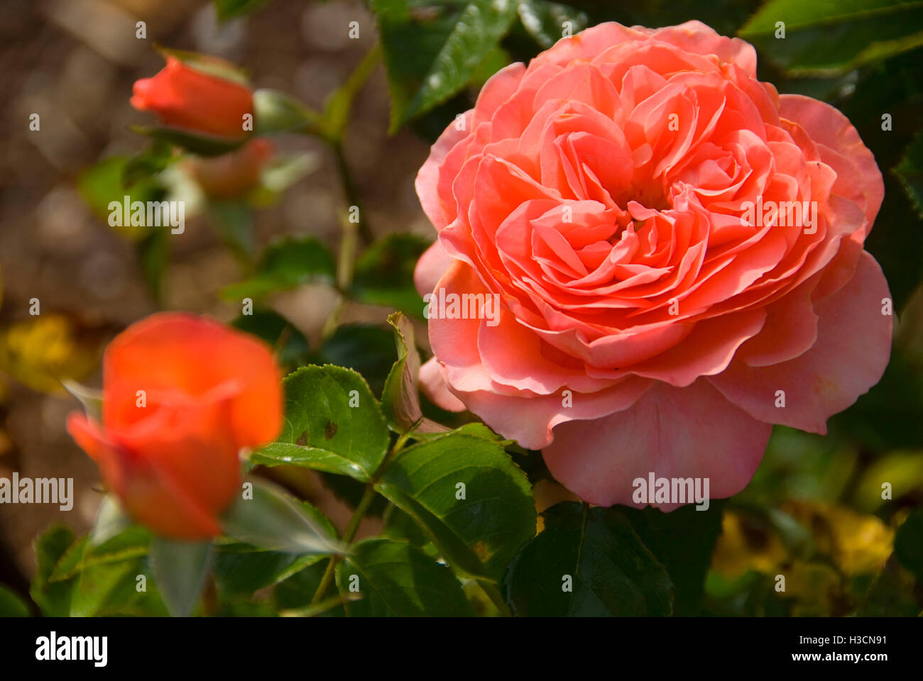 Pink Abundance rose, Heirloom Roses, St Paul, Oregon Stock Photo - Alamy