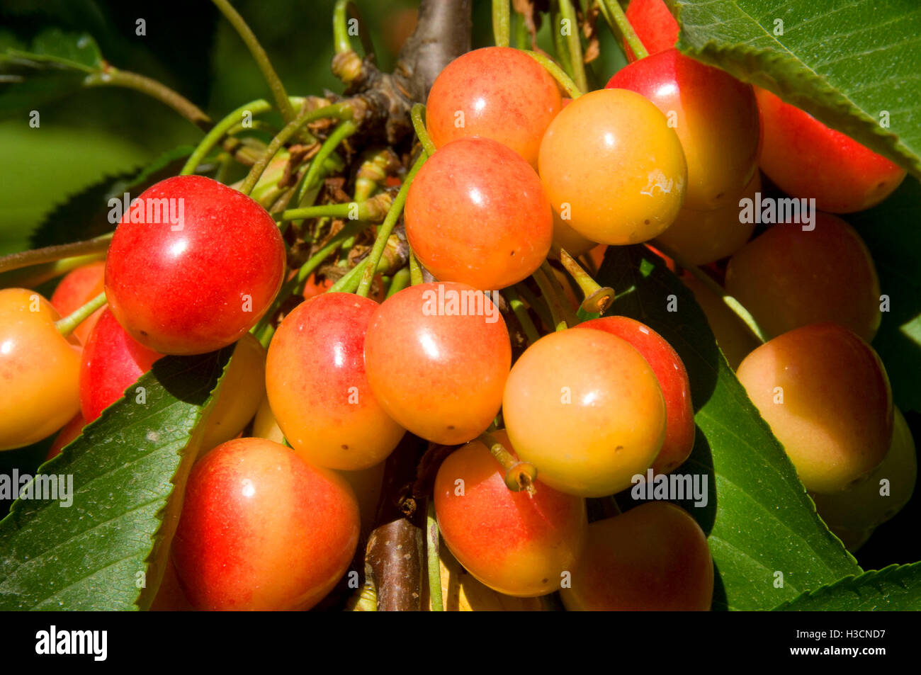 Royal Anne cherries, Johnson Farm, Keizer, Oregon Stock Photo Alamy