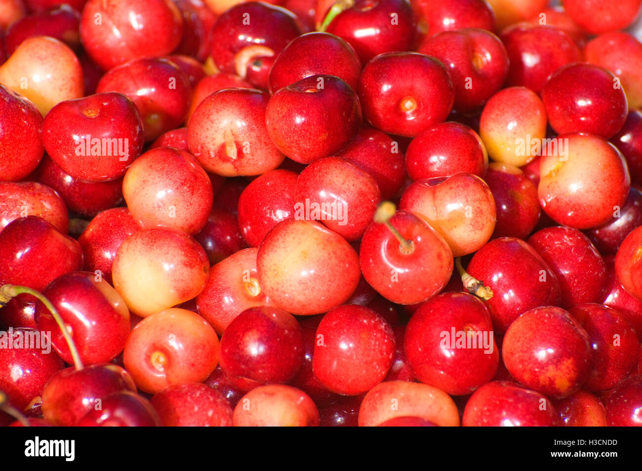 Royal Anne cherries, Johnson Farm, Keizer, Oregon Stock Photo Alamy