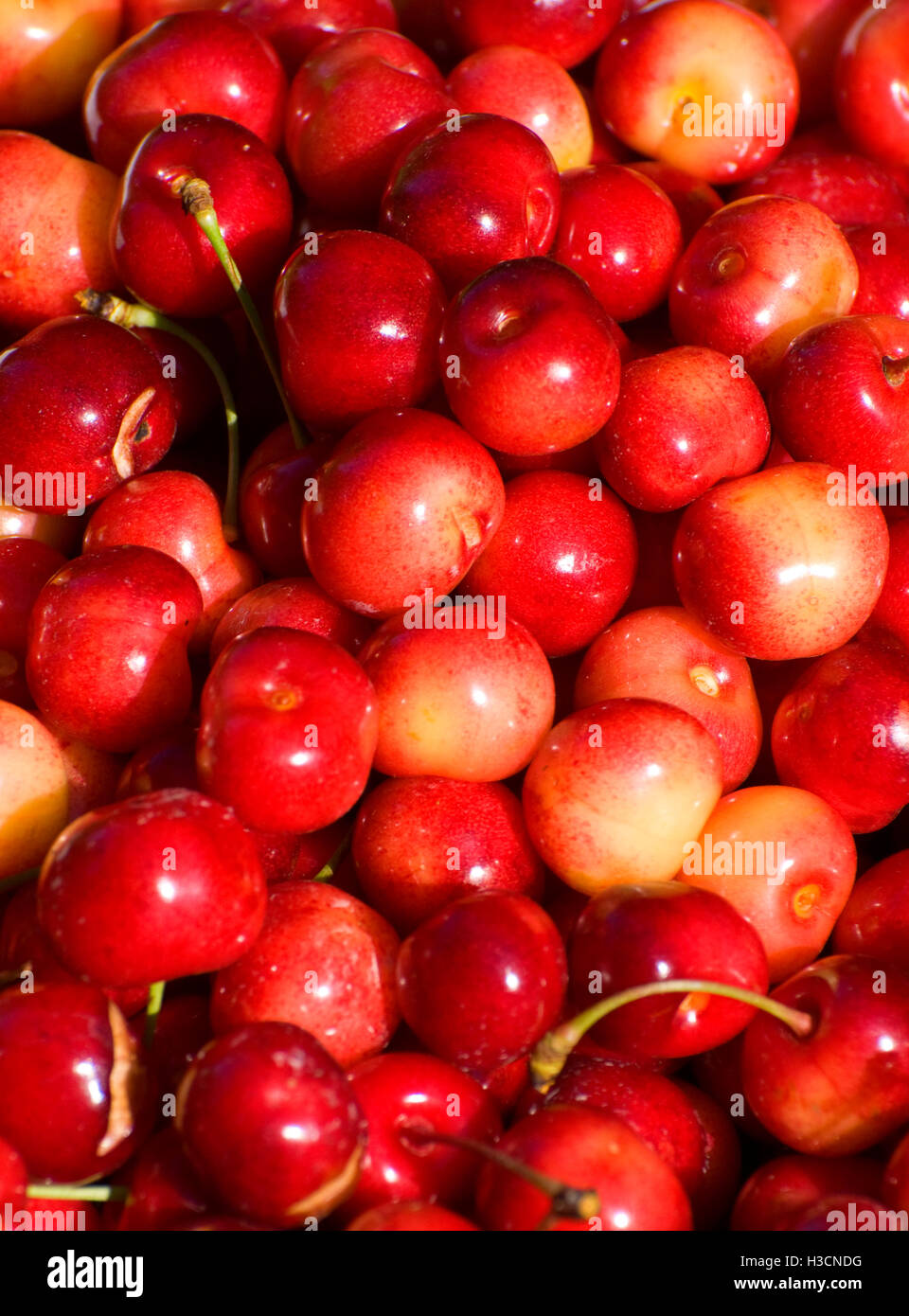 Royal Anne cherries, Johnson Farm, Keizer, Oregon Stock Photo Alamy