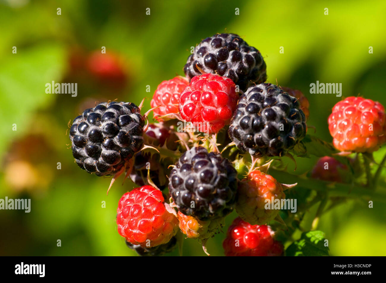 Black Raspberry Oregon Blackcap raspberry, Marion County, Oregon Stock Photo - Alamy