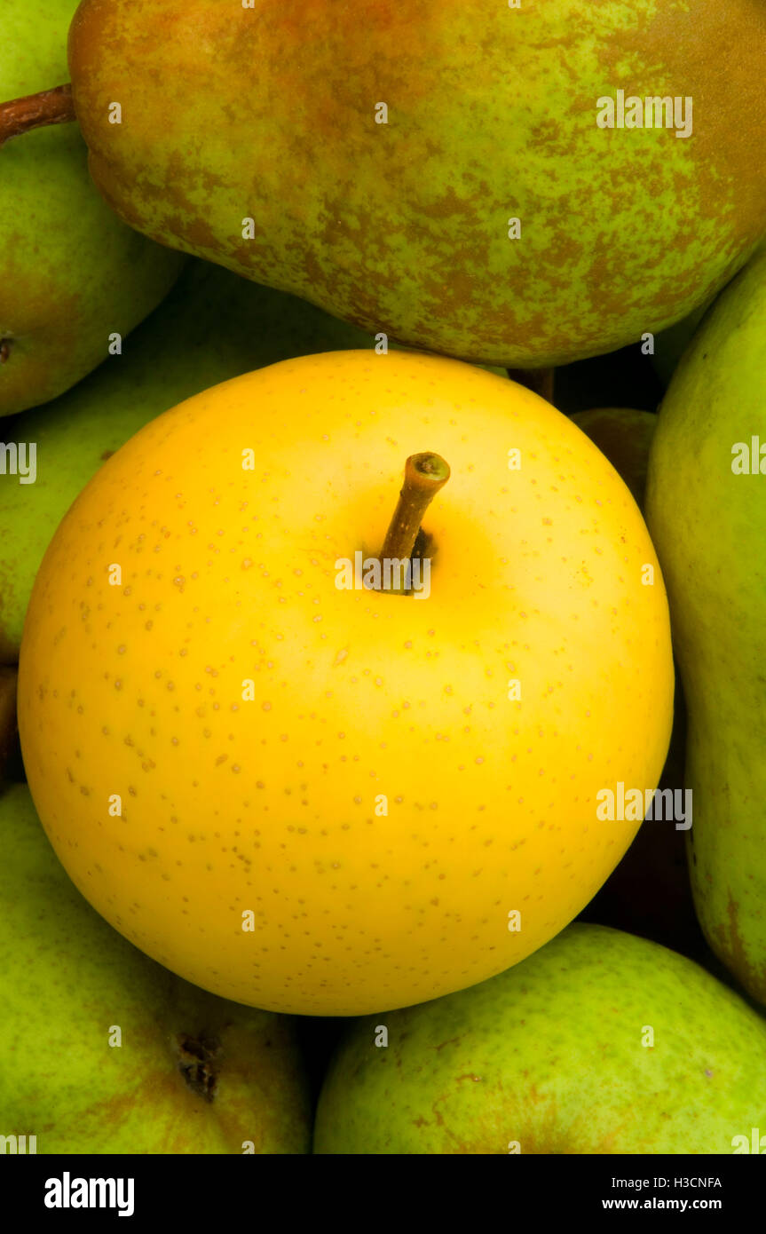 Bartlett pears with asian pear, Marion County, Oregon Stock Photo Alamy