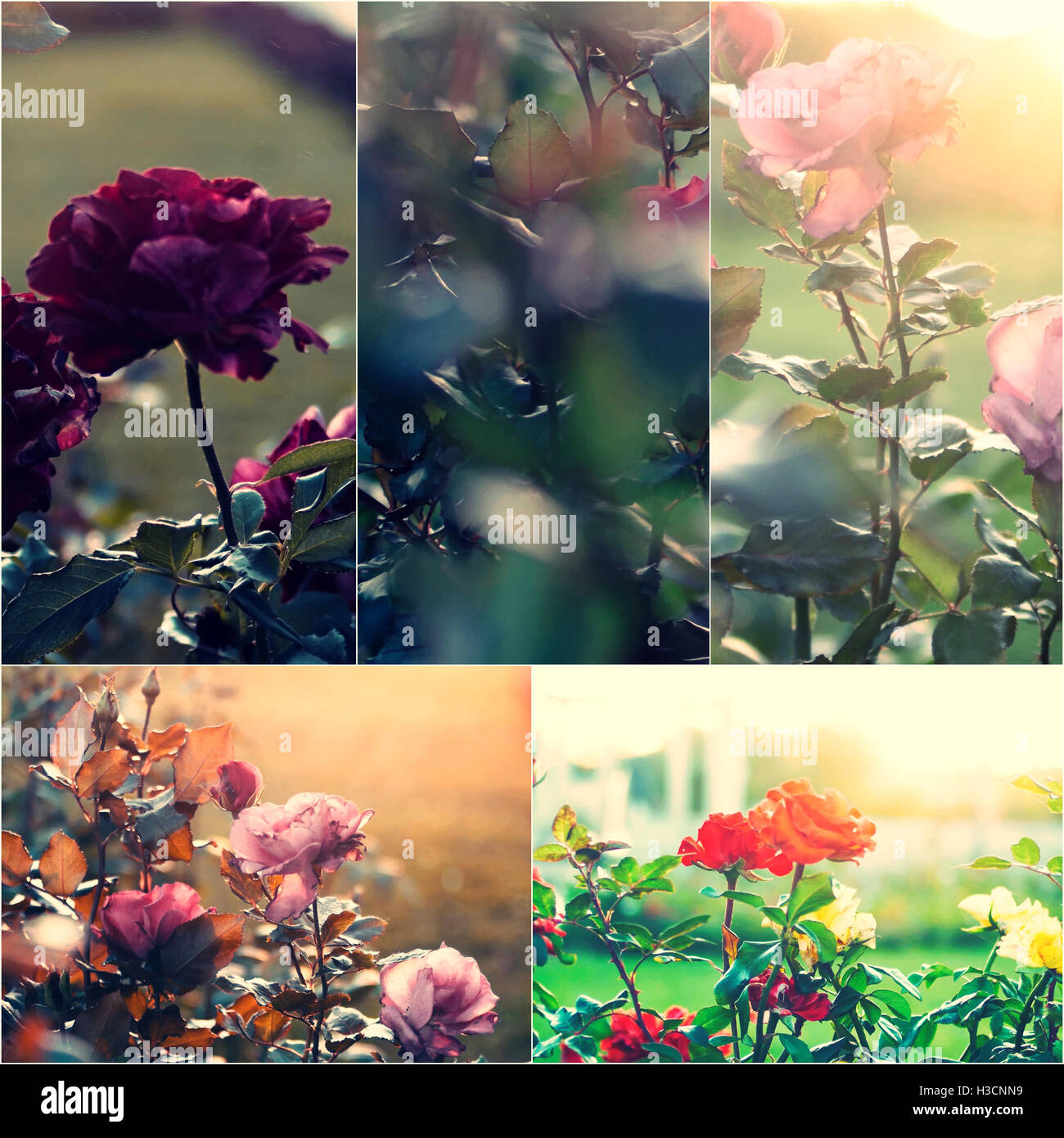 Close-up of dying garden roses on bush. Collage of colorized images. Toned photos set Stock Photo
