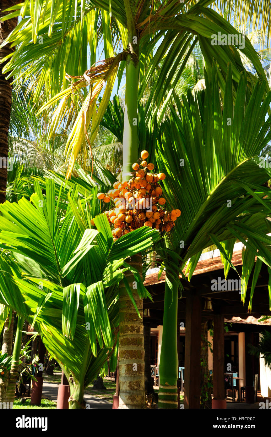 Jelly Palm (Butia capitata ) Stock Photo