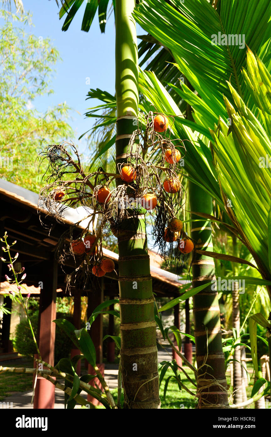 Jelly Palm (Butia capitata Stock Photo - Alamy