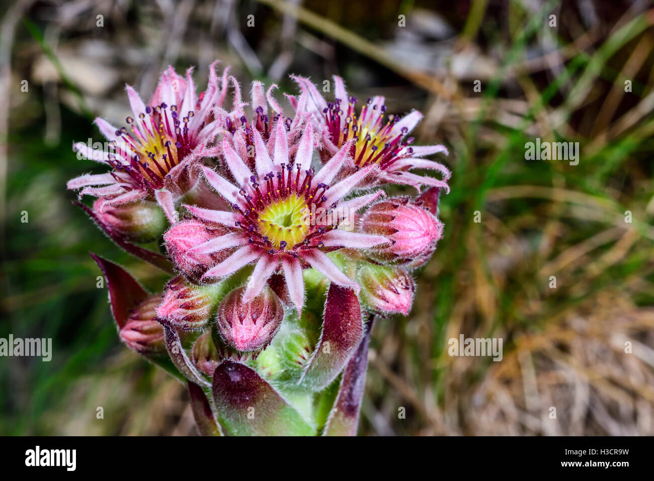 Alpine flower (Sempervivum montanum) Stock Photo