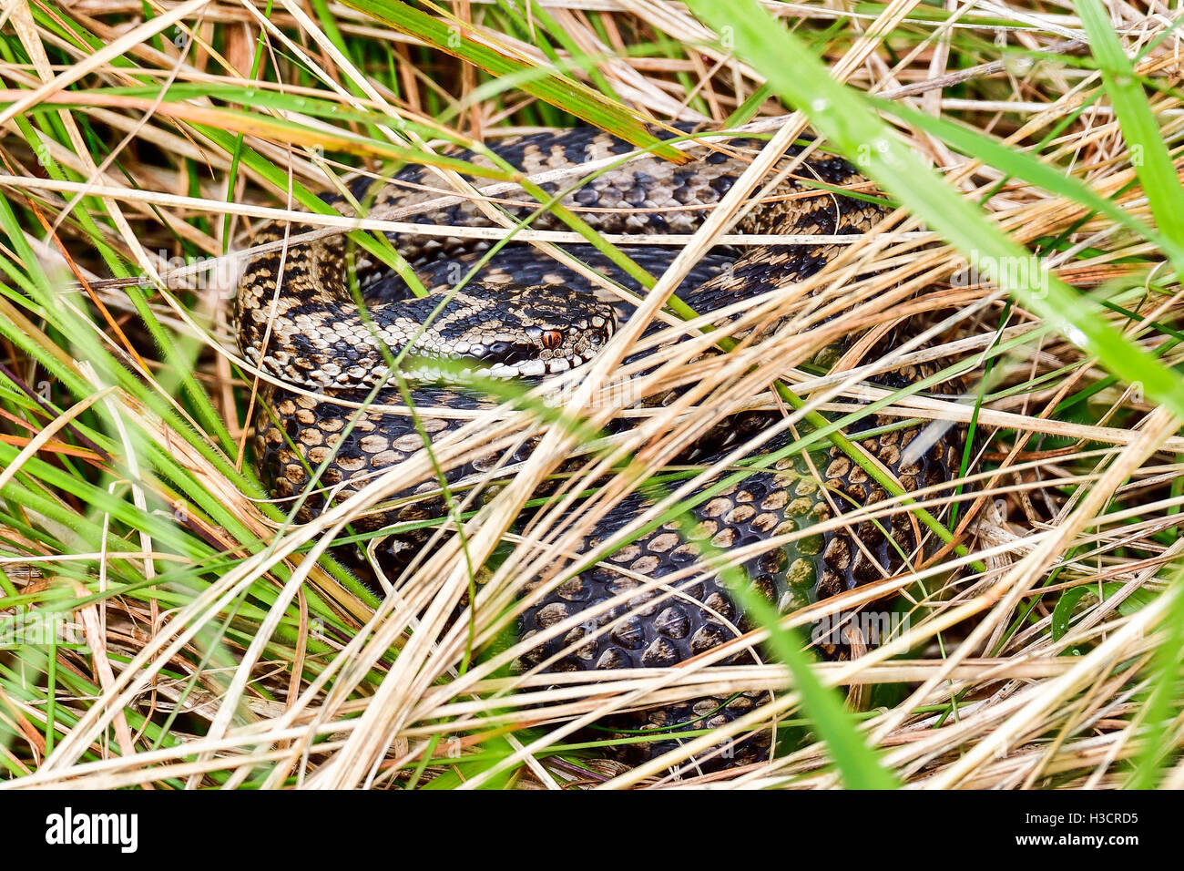 Common European viper Stock Photo