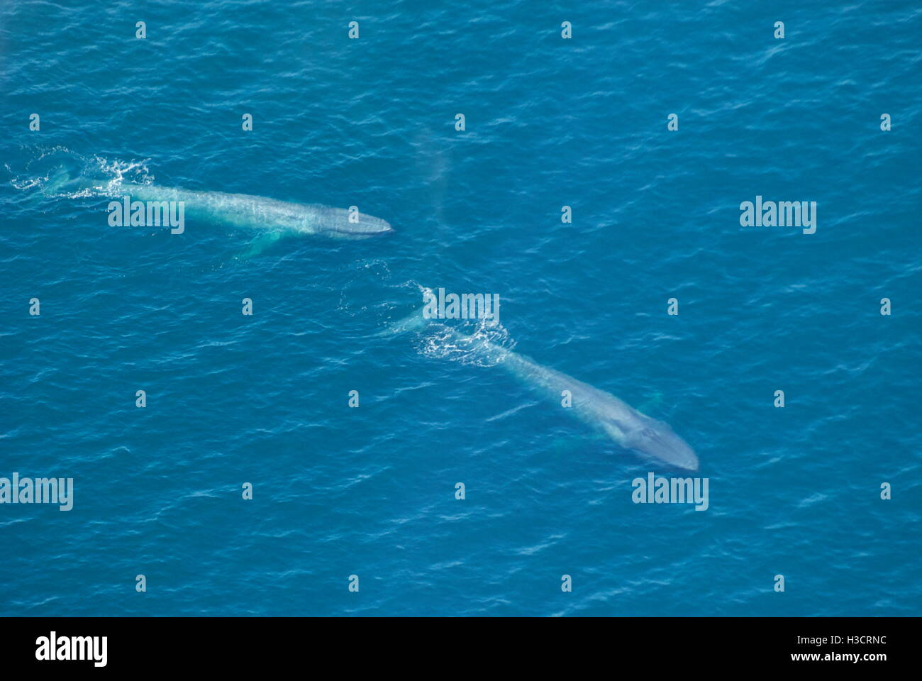 Two adult blue whales(balaenoptera musculus) aerial view off of Channel Islands National Park, California, USA Stock Photo