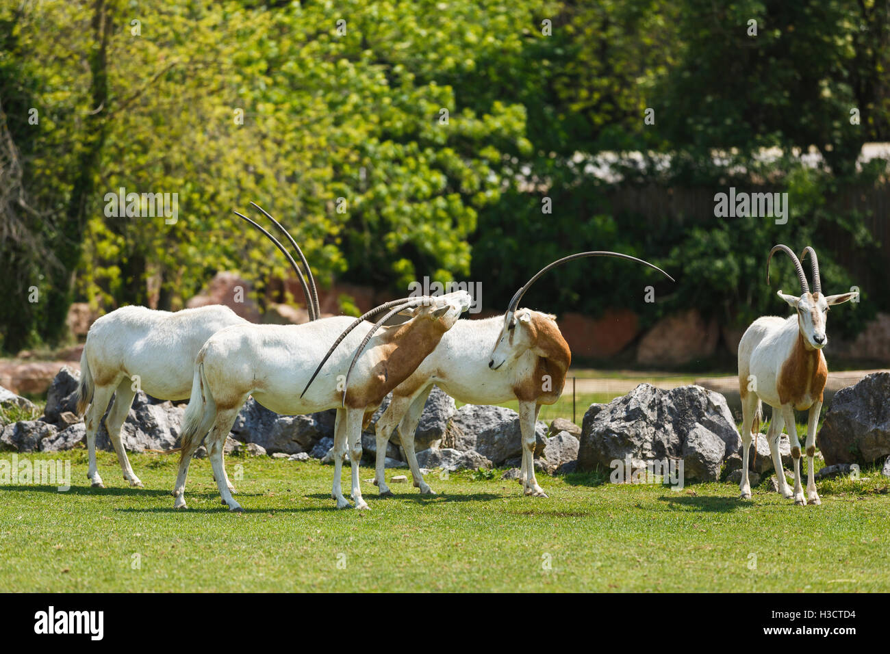 The herd of antelopes in a park, summer time Stock Photo