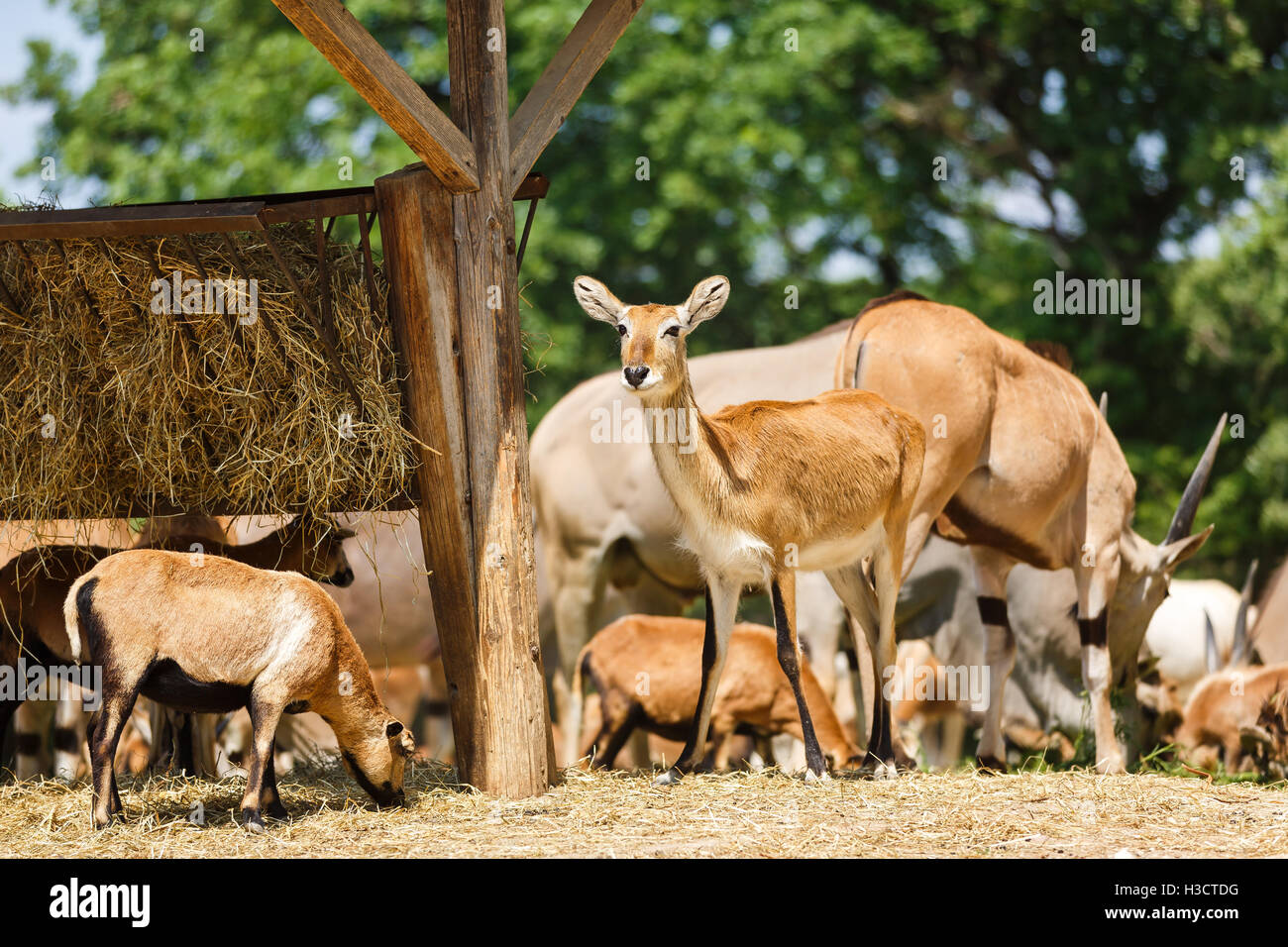 The herd of antelopes are feeding, summer time Stock Photo