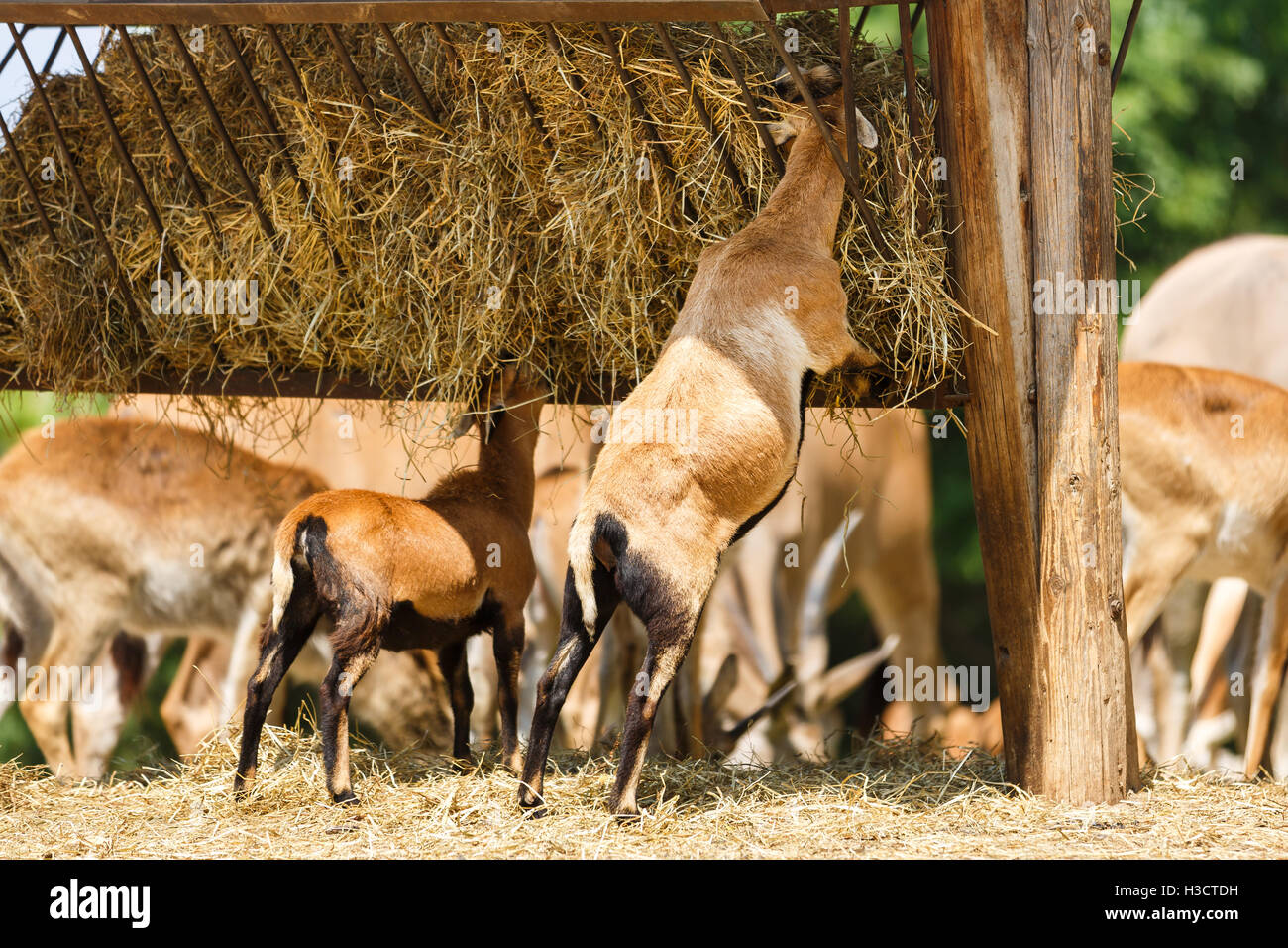 The herd of antelopes are feeding, summer time Stock Photo