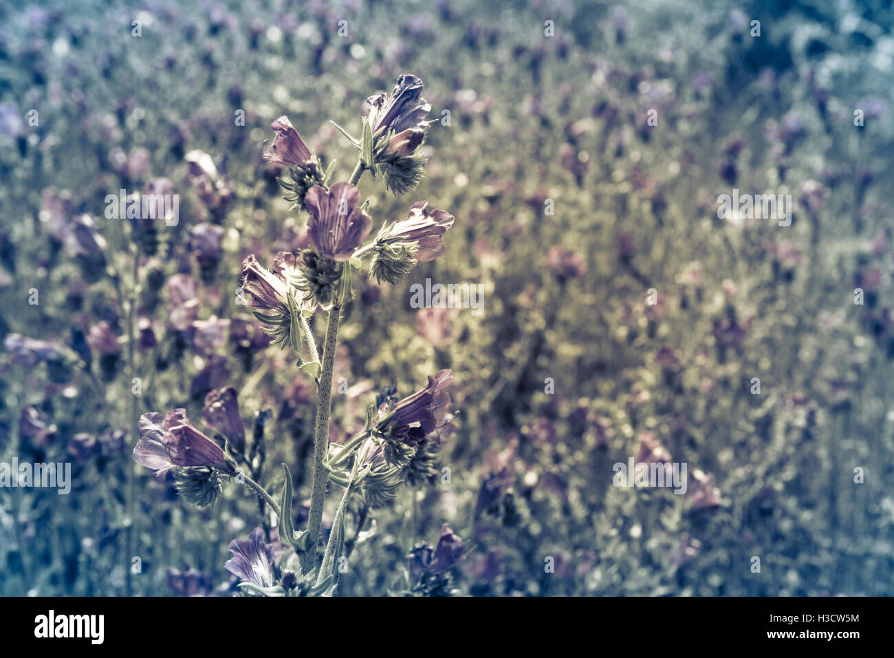 background Field of wild blue flowers in summer Stock Photo