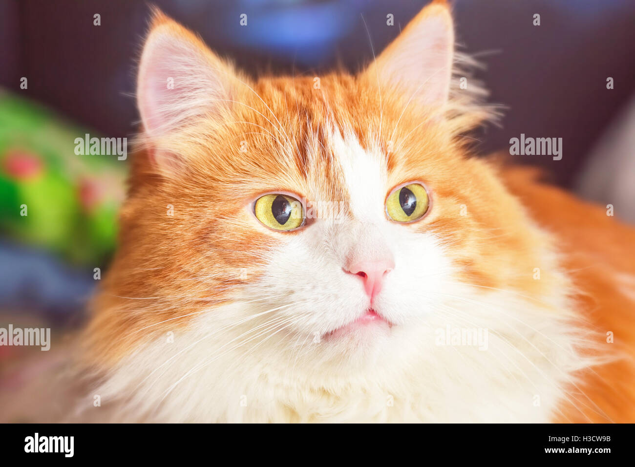Nice adult orange cat portrait with yellow eyes Stock Photo