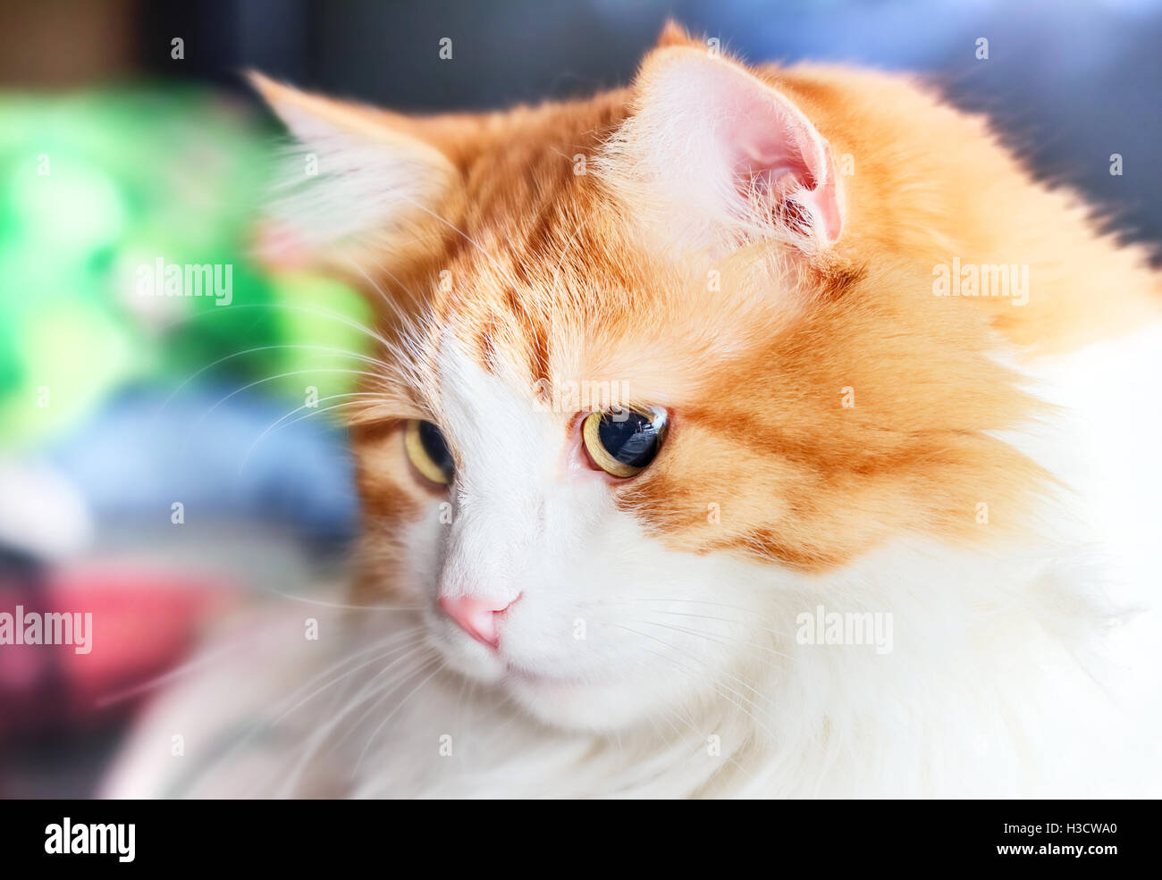 Nice portrait of adult red cat on side Stock Photo