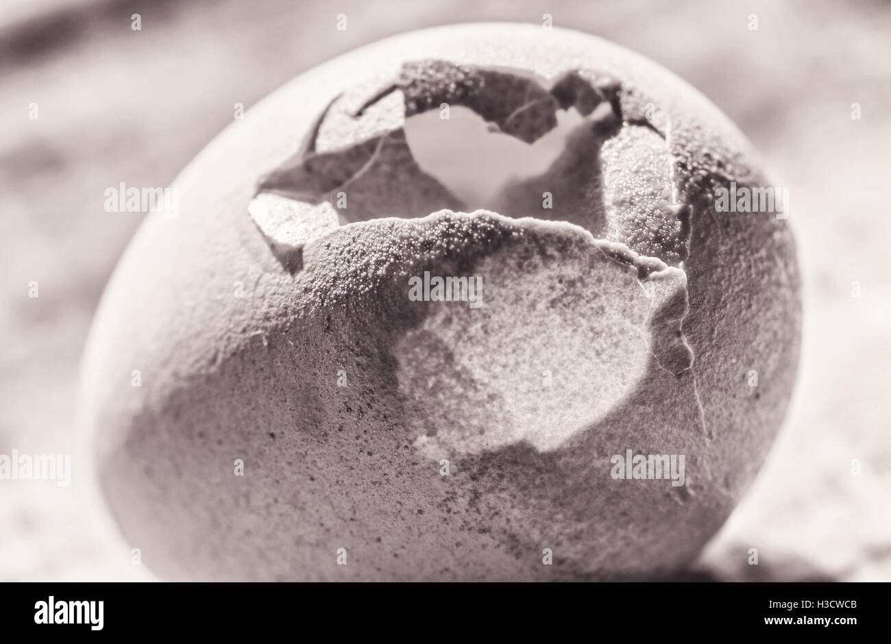 Cracked big chicken egg close-up in sepia Stock Photo