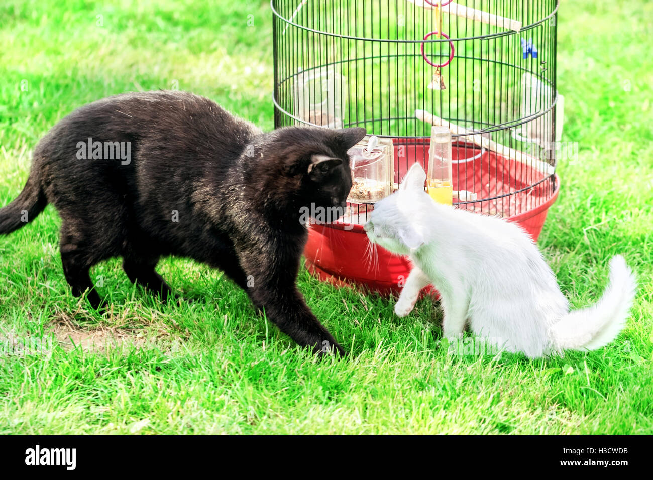 Two cats black and white about bird cages on green summer grass Stock Photo