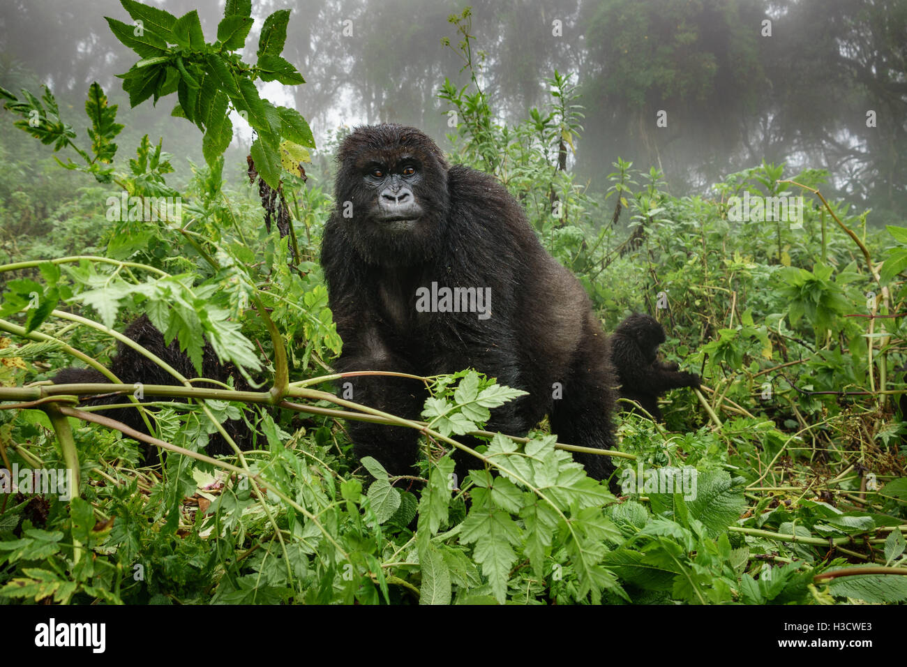 Female mountain gorilla observing tourists in the forest Stock Photo