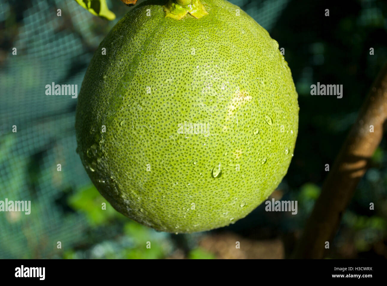 Fruit in cyprus hires stock photography and images Alamy