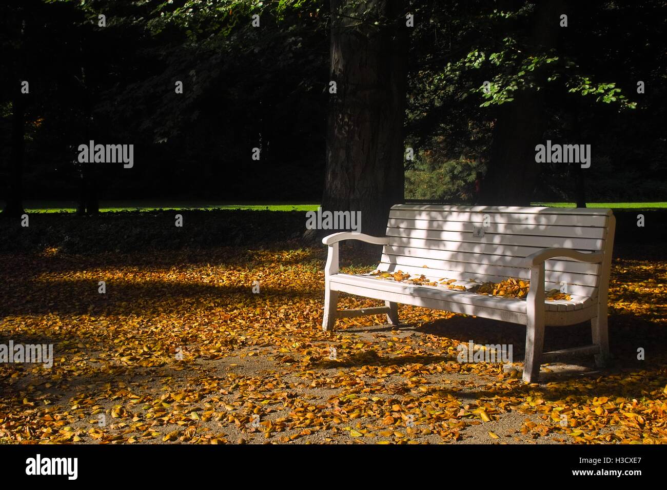 Romantic park view in autumn. Fallen leaves and a white wooden bench in sunlight Stock Photo