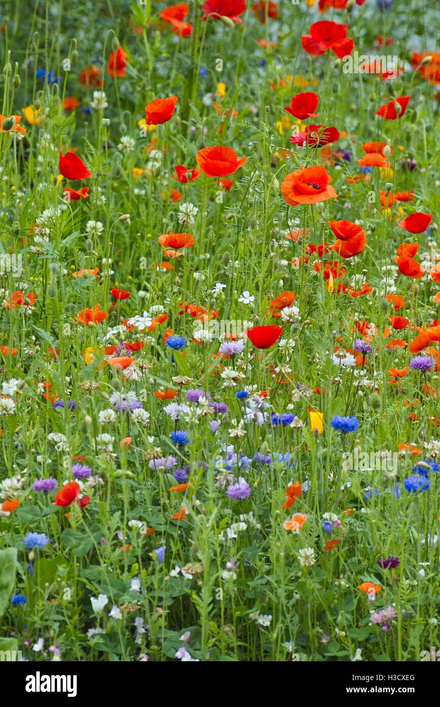 Beautiful wildflowers in red, orange yellow and blue. Different kinds of Poppy flowers like the Field Poppy, Californian Poppy in a blooming border Stock Photo