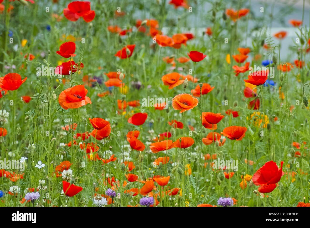 Beautiful wildflowers in red, orange yellow and blue. Different kinds of Poppy flowers like the Field Poppy, Californian Poppy in a blooming border Stock Photo
