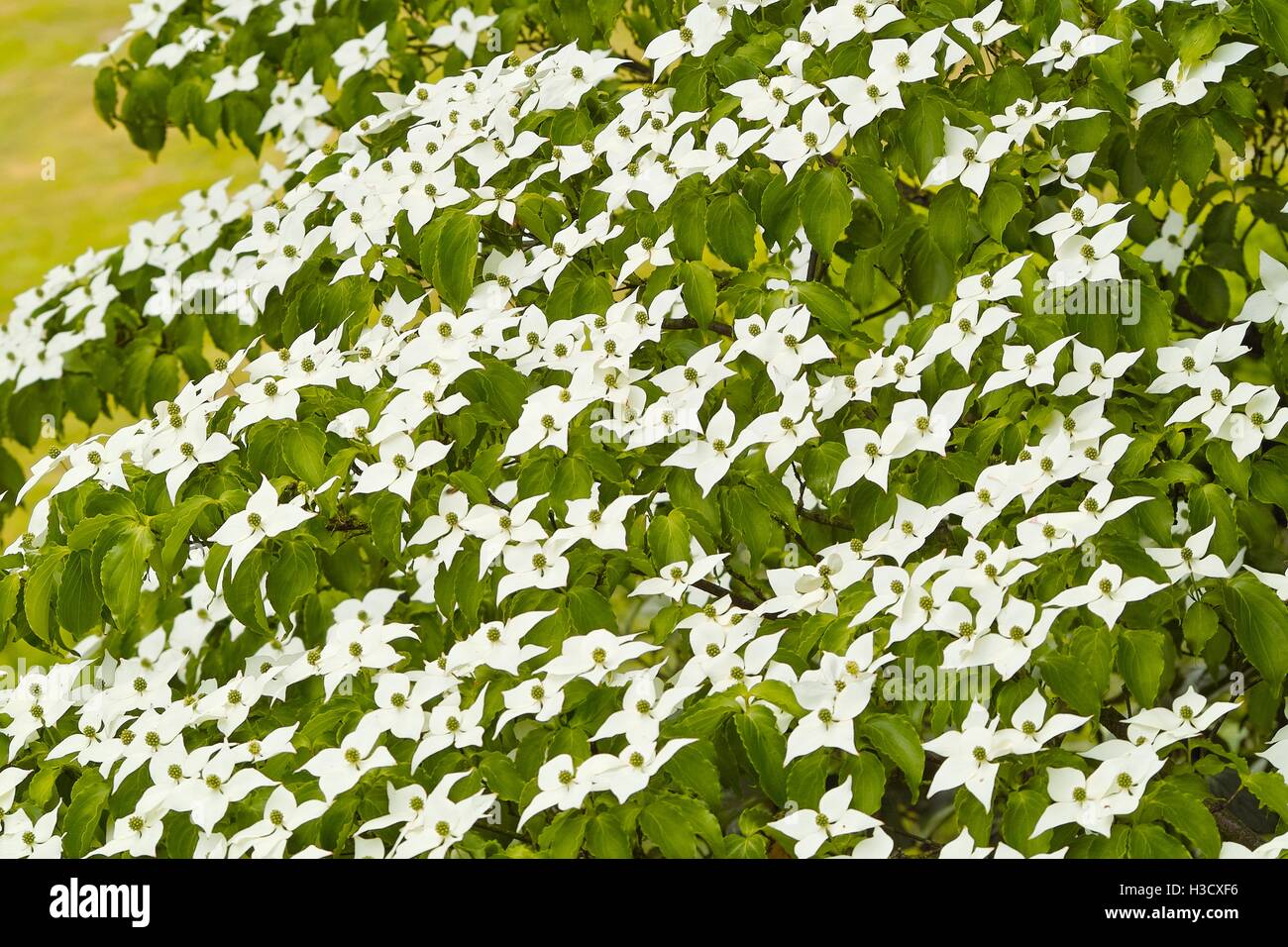 White flowers of dogwood, dog wood, Blumenhartriegel, Blütenhartriegel (Cornus cousa). Usable for backgrounds, wallpapers, wedding cards Stock Photo