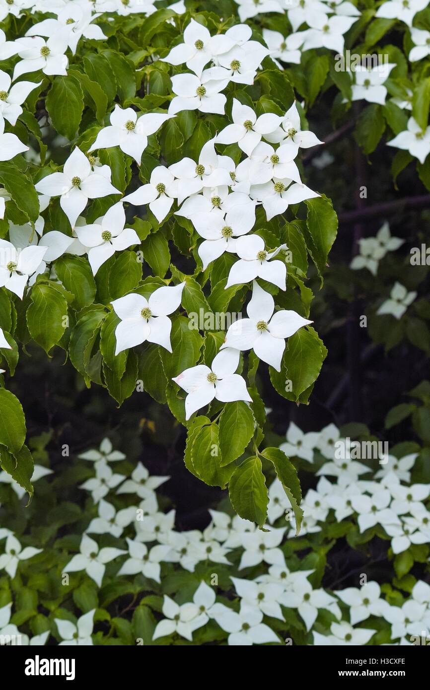 White flowers of dogwood, dog wood, Blumenhartriegel, Blütenhartriegel (Cornus cousa). Usable for backgrounds, wallpapers, wedding cards Stock Photo