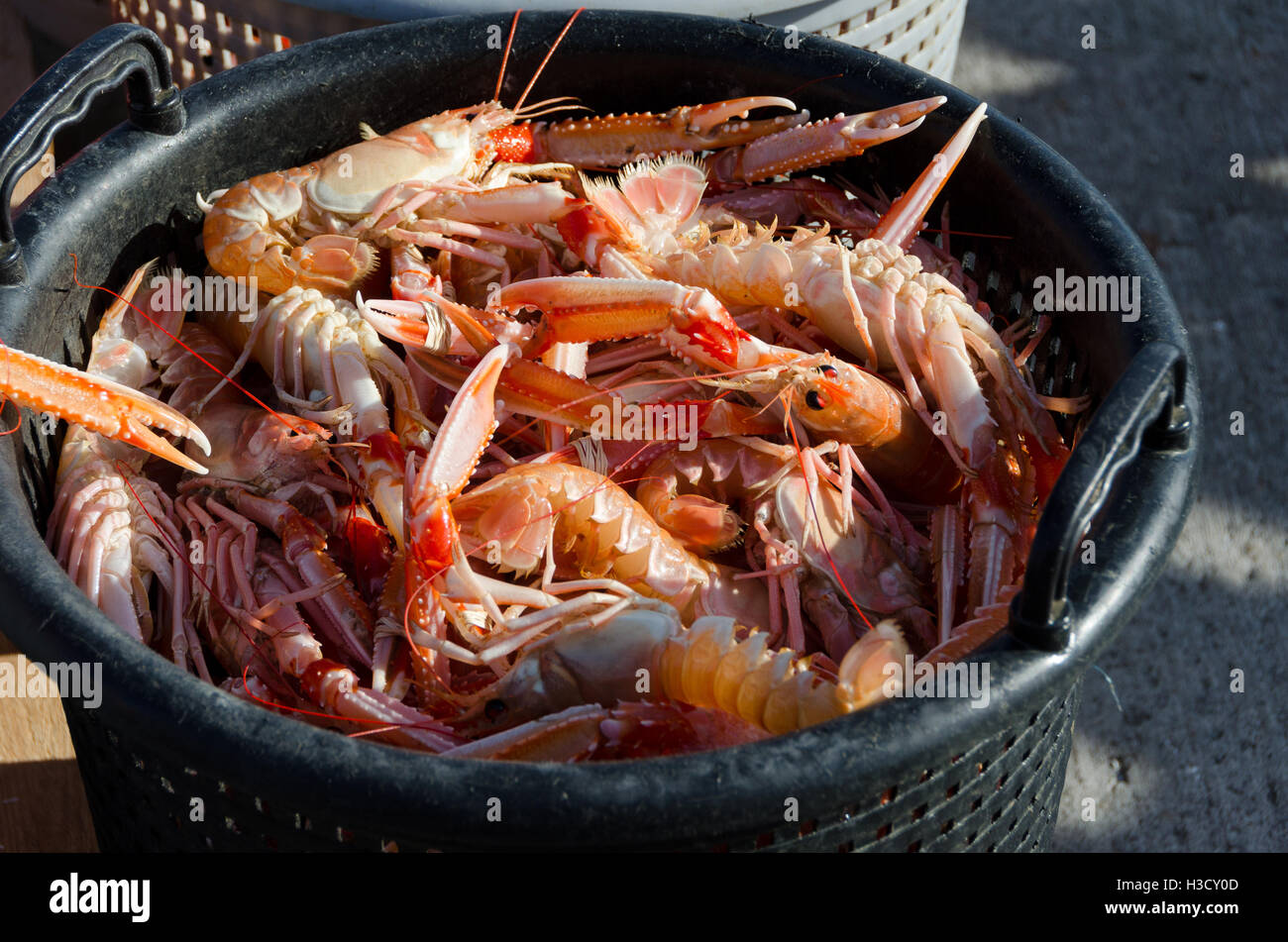 one basket full of norway lobster ready to eat Stock Photo