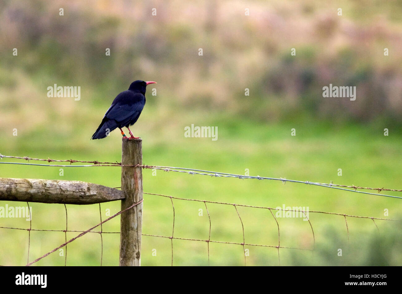 A chough on a Post Stock Photo - Alamy