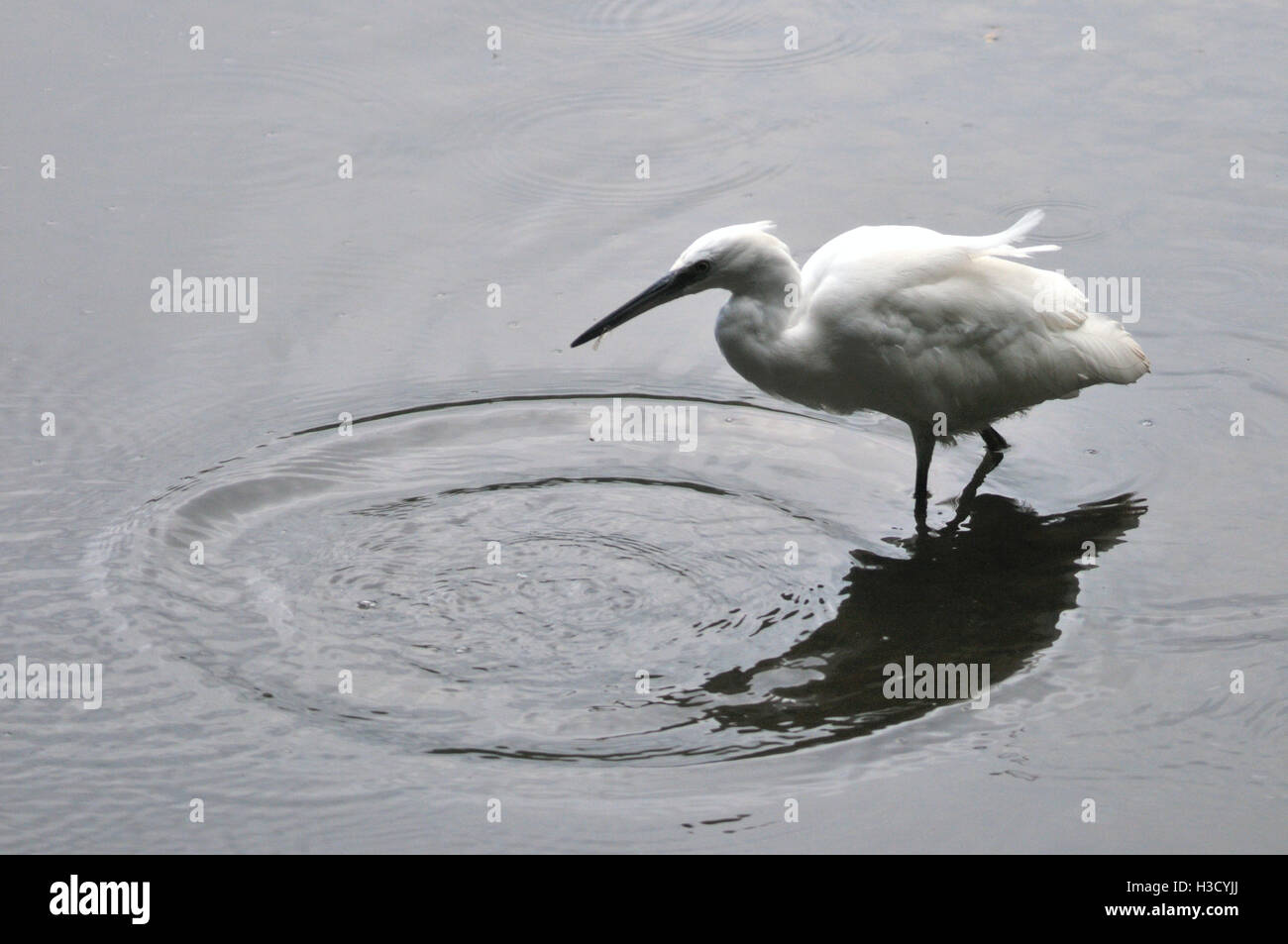 A little Egret catches small fry Stock Photo