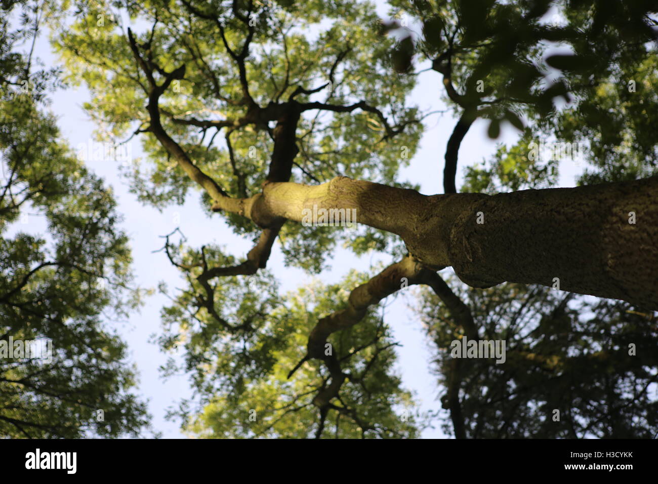 Looking up through trees hires stock photography and images Alamy
