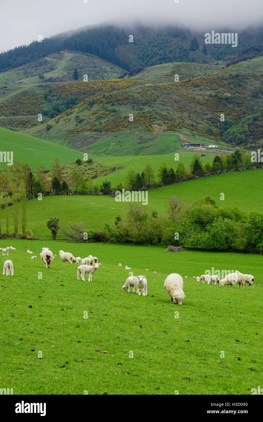 Beautiful landscape of sheep farm with sheep and lamb walking on the green grass and green hill in the background Stock Photo