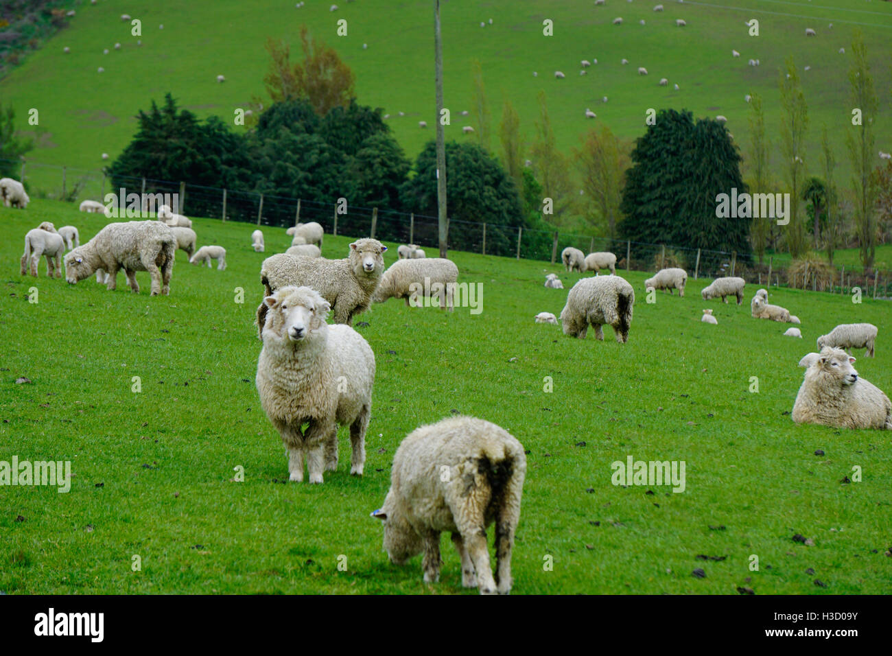 Beautiful landscape of sheep farm with sheep and lamb walking on the green grass Stock Photo