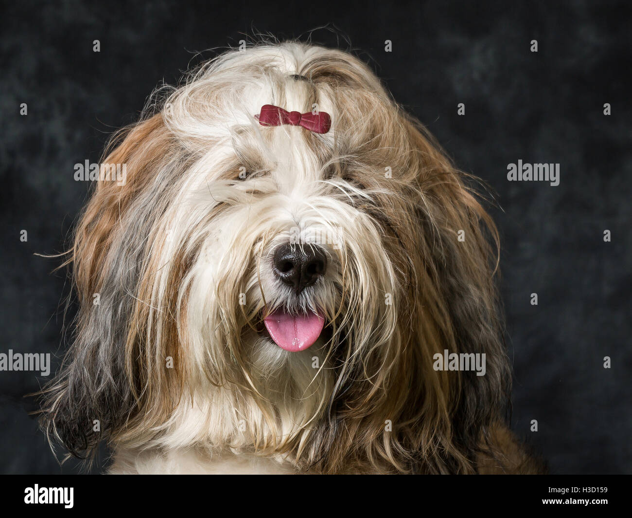 Tibetan Terrier Pictured Against Grey Background Stock Photo