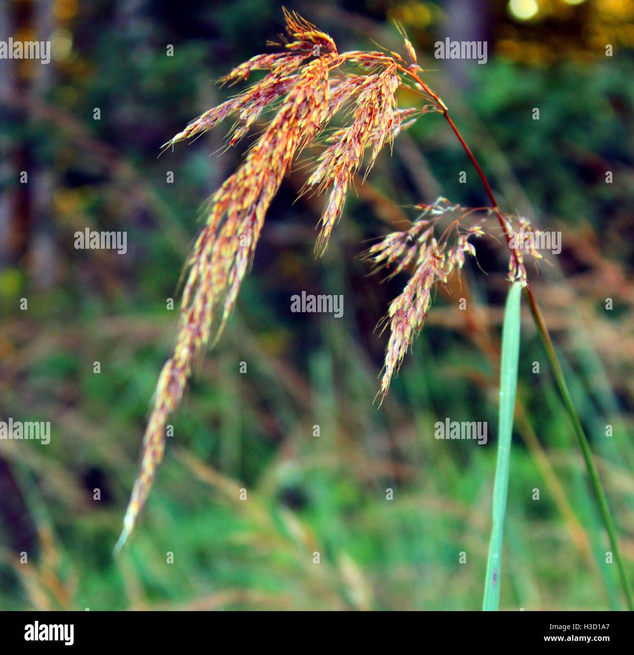 Close up grass hi-res stock photography and images - Alamy