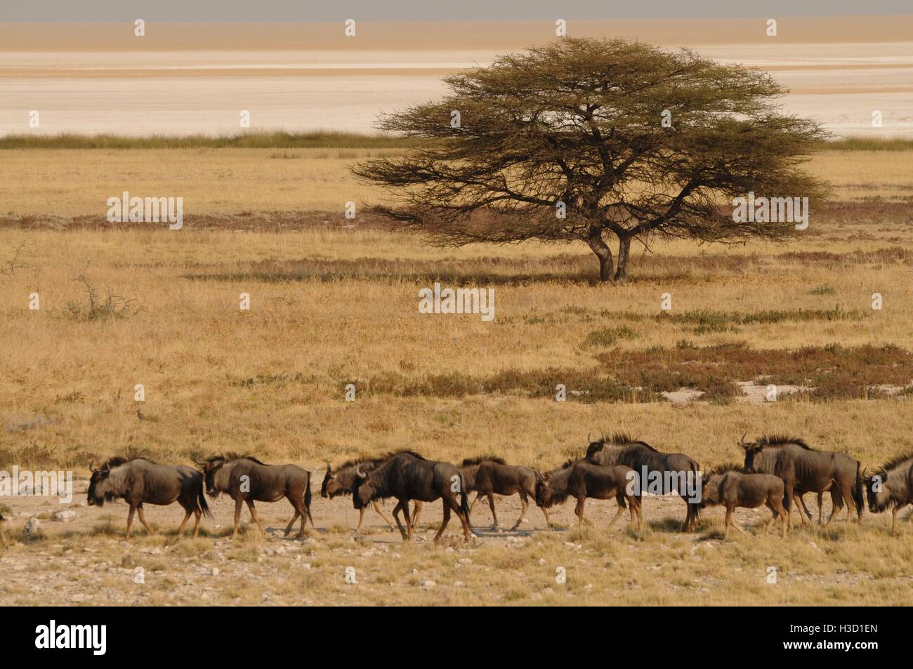 A group of antelopes at the heart of Etosha National Park in Namibia Stock Photo