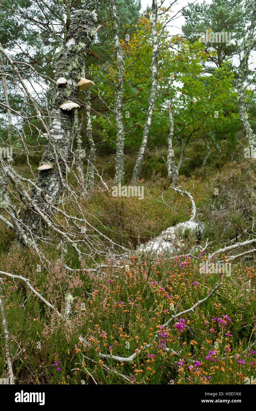 Bracket Fungi growing on rotting birch trees Muir of Dinnet National ...