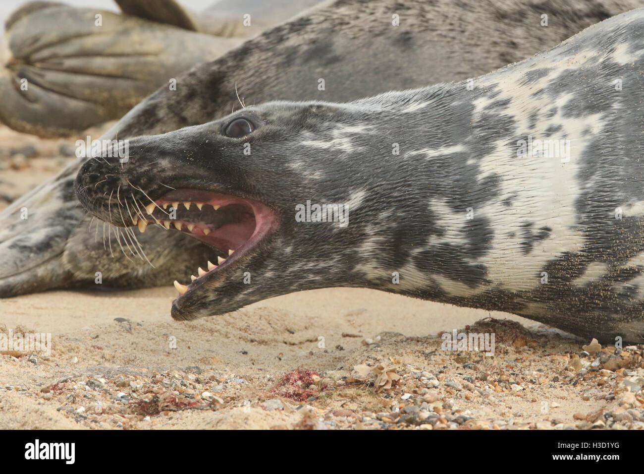 25+ Harbor Seal Teeth Pics