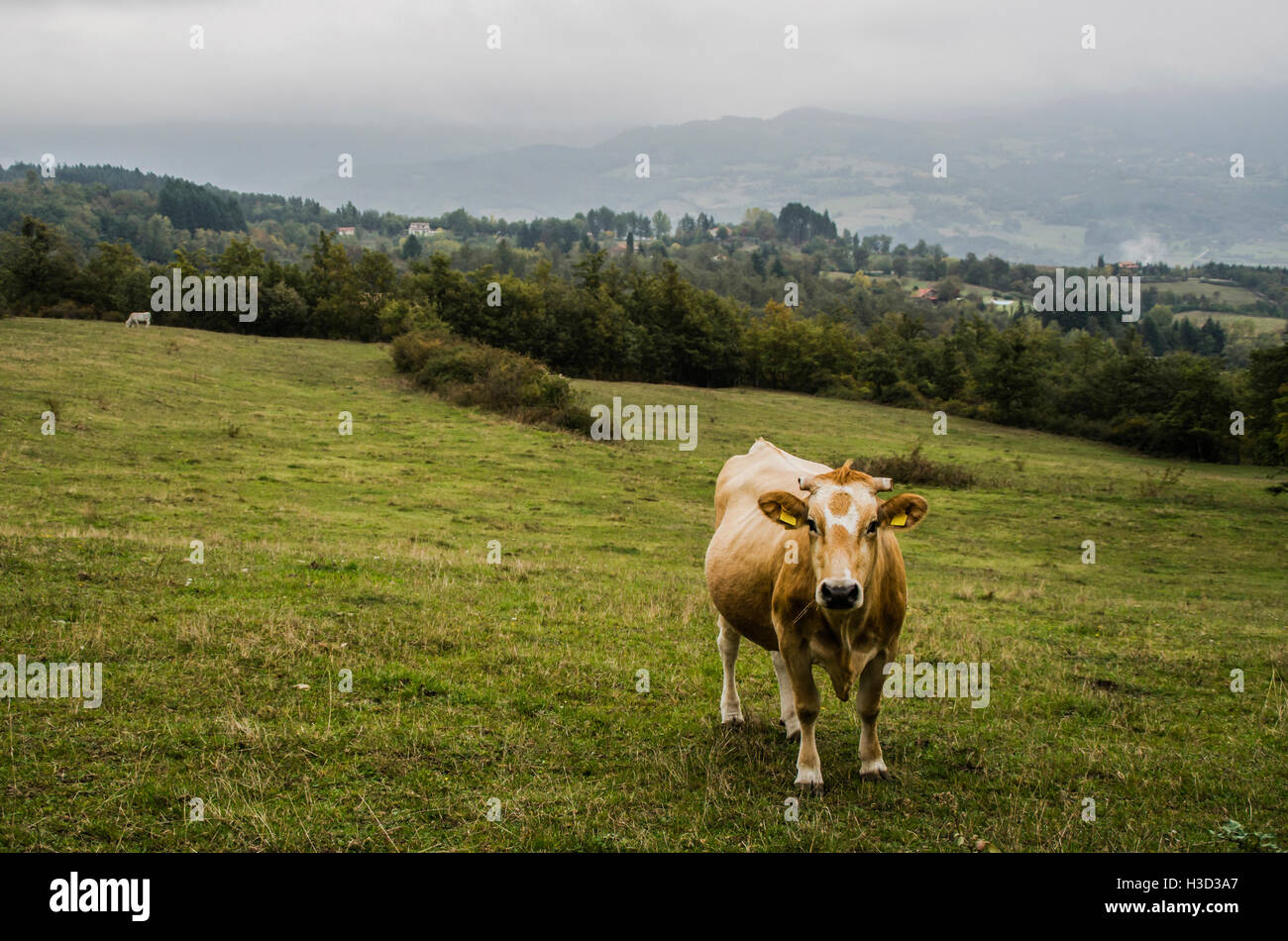Lush green field with cow hi-res stock photography and images - Alamy