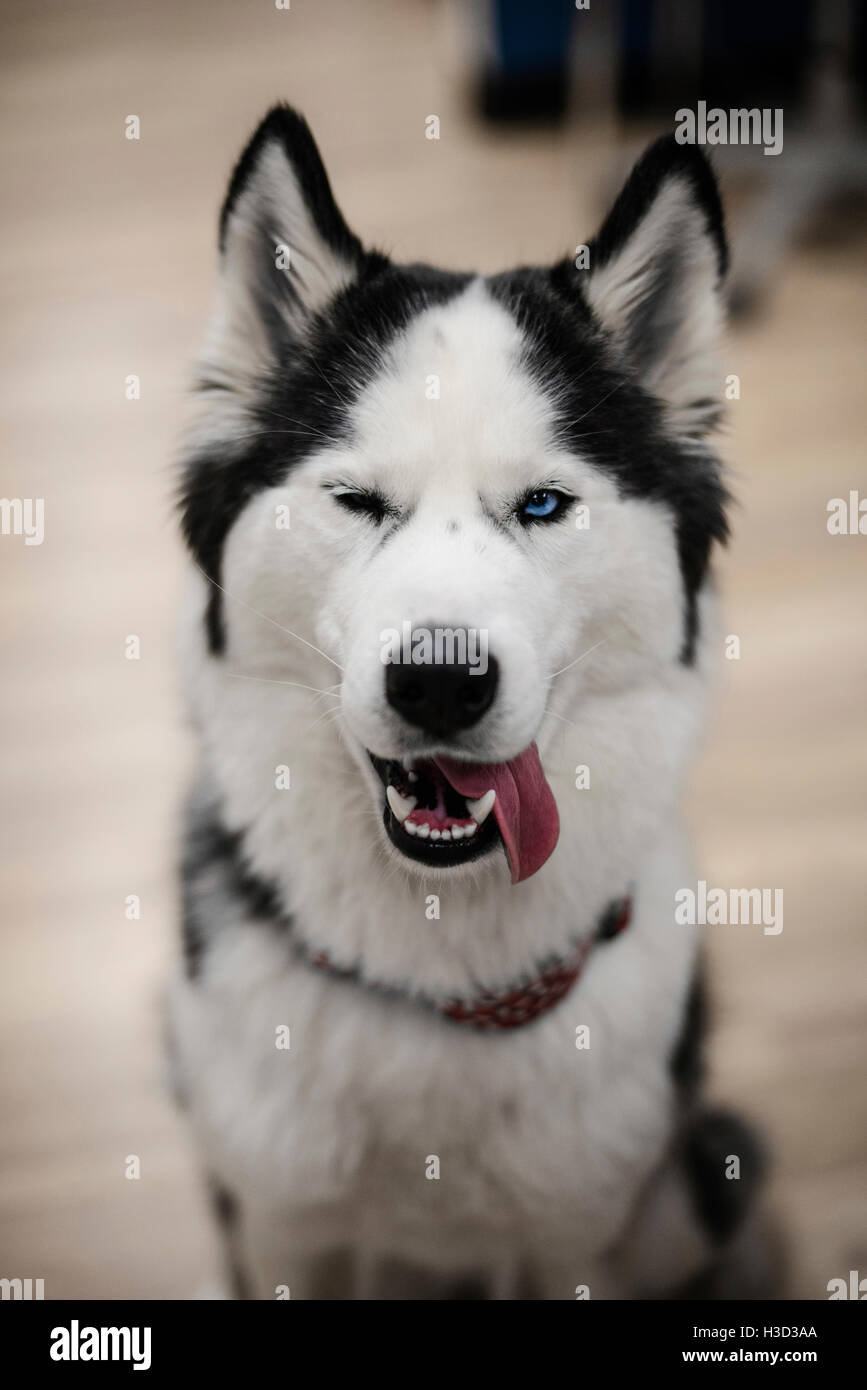 Portrait of husky sticking out tongue at home Stock Photo
