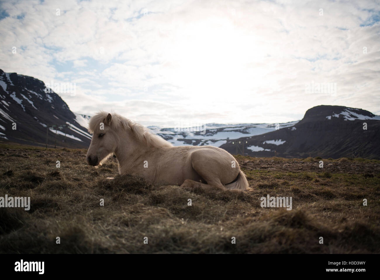 Side view of horse relaxing on grass against cloudy sky Stock Photo Alamy