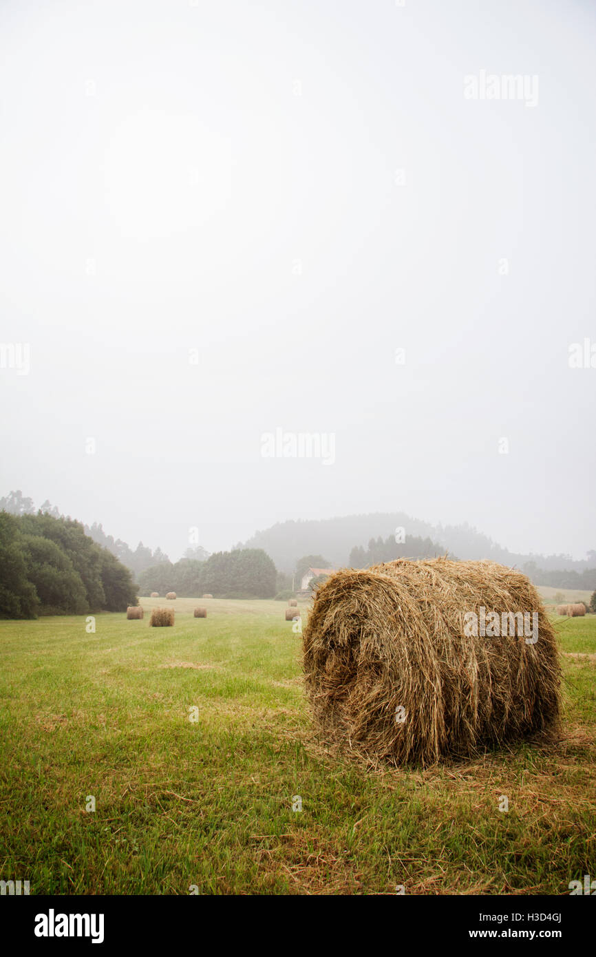 Hay bales in clear hires stock