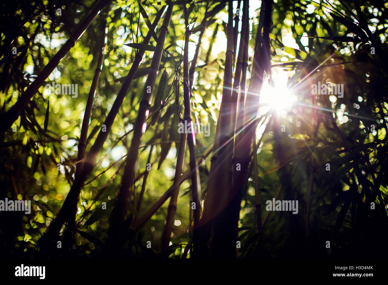 Sun shinning through bamboo plants Stock Photo Alamy
