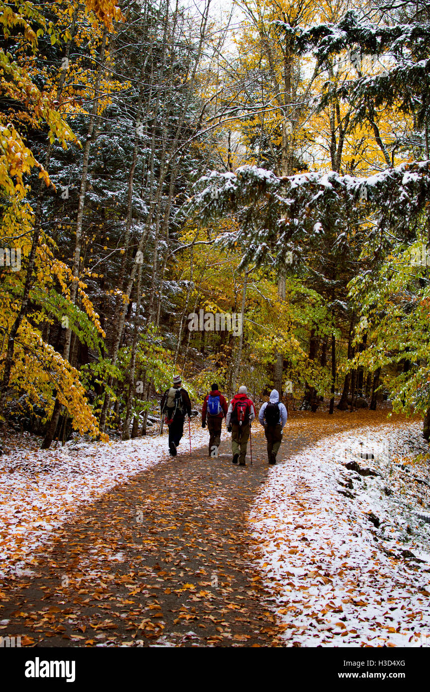 Rear view of hikers walking on road in forest Stock Photo - Alamy