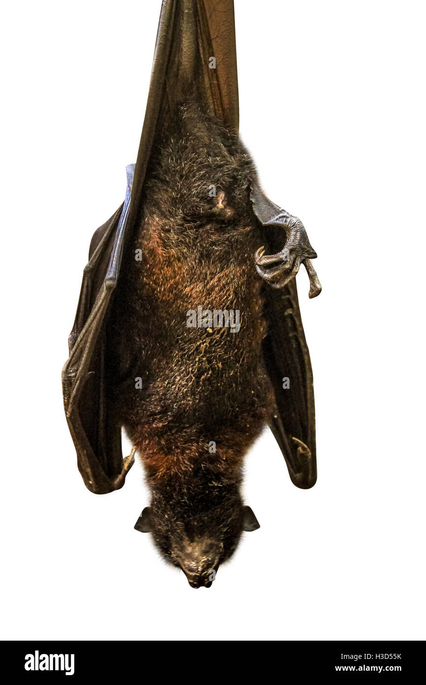 Fruit bat hanging Stock Photo Alamy
