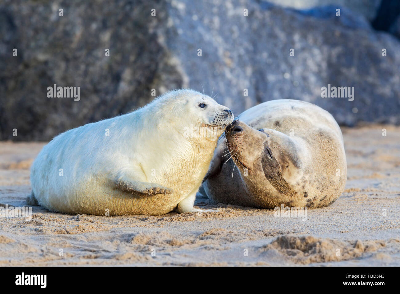 A Grey seal pup still in white natal fur is groomed by its mum on the beach, North Sea coast, Norfolk, England Stock Photo